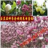 庭院植物玉蘭樹苗 廣玉蘭 紫玉蘭 白玉蘭 黃玉蘭 批發(fā)玉蘭花苗