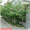 批發木槿樹苗 木槿小苗 木槿苗 盆栽庭院