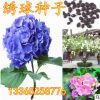 繡球花卉種子 繡球種子可變色 室內凈化空氣繡球盆栽種子顏色齊全