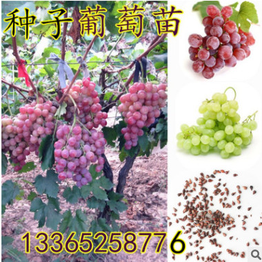 當(dāng)年新采葡萄種子 水果葡萄樹種子 品種繁多葡萄籽 適合果園種植