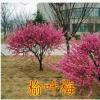 榆葉梅樹苗 各種規格榆葉梅苗 苗木基地直銷