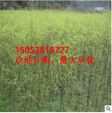 綠化柳樹 5公分 現(xiàn)貨充足價格低各種規(guī)格柳樹