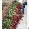 銷售工程用紅葉石楠湖北 高桿紅葉石楠 工程苗 歡迎實地選購
