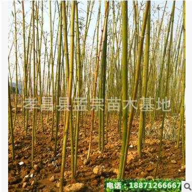 批發(fā)園林用竹子 窩竹 桂竹 規(guī)格齊全 現(xiàn)貨充足 歡迎來(lái)電選購(gòu)