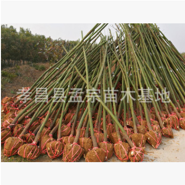 銷(xiāo)售米徑3公分香樟 3cm樟樹(shù) 占地香樟 規(guī)格齊全 四季常綠 生長(zhǎng)快