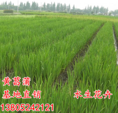 基地直銷(xiāo)黃菖蒲水生植物水生鳶尾黃花鳶尾水生花卉再力花挺水植物