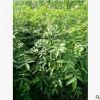 苗圃直供批發(fā)花椒苗 品種純正 價格實(shí)惠 成活率高 現(xiàn)貨批發(fā)苗木