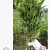高產黃梔子苗中藥材黃枝子樹苗綠化庭院盆栽單瓣花香茶野生桅子苗