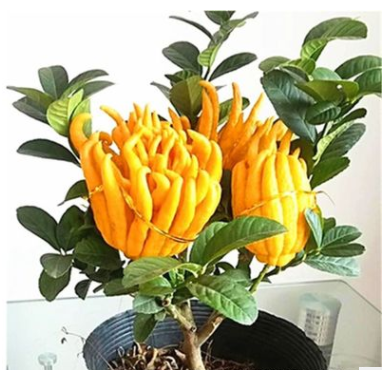 室內(nèi)外盆栽花卉 佛手苗 金佛手 佛手樹(shù)苗