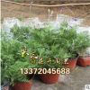 批發(fā)：薰衣草迷迭香苗盆栽室內苗木香草植物陽臺四季花卉凈化空氣