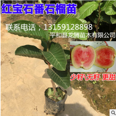 臺(tái)灣最新品種紅寶石無(wú)籽（少籽）西瓜芭樂(lè) 紅心無(wú)籽番石榴嫁接苗