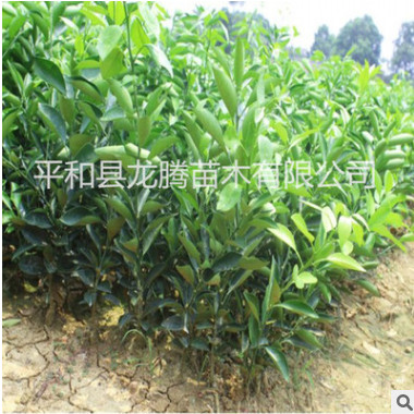 柑橘苗果樹(shù)嫁接苗不知火柑橘苗丑橘丑柑桔丑桔樹(shù)丑八怪橘子苗