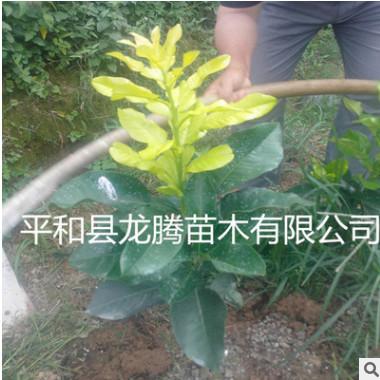 平和縣琯溪最新品種黃金3號(hào)蜜柚苗金葉 黃金柚子苗 橙肉蜜柚苗