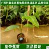 香蕉苗香蕉樹苗矮化脫毒粉蕉小米蕉紅香蕉皇帝蕉營養(yǎng)杯苗盆栽