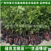 一件代發(fā)廣西果苗場|果樹嫁接苗|儲良龍眼樹苗|晚熟脆甜龍眼苗