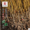 基地直銷 供應(yīng)金枝槐 國槐樹苗 耐寒耐旱綠化苗木行道樹金枝槐