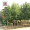 基地批發(fā)紫白玉蘭樹苗 園林工程苗 風(fēng)景樹規(guī)格齊量大價優(yōu)