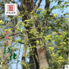 基地批發(fā)風(fēng)景防護樹優(yōu)質(zhì)樸樹 綠化用苗樸樹苗