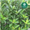 宜昌冬青40-60公分北寄生槲寄生桑寄生柳寄生黃寄生凍青寄生子