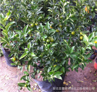 盆栽橘子 優(yōu)質(zhì)盆栽橘子 大方美觀橘子盆栽