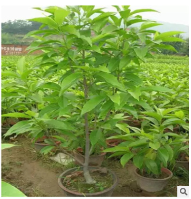基地直銷(xiāo)嫁接紫玉蘭樹(shù)苗批發(fā)紅白黃玉蘭苗工程綠化苗 規(guī)格齊全
