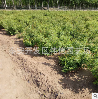 鈣果苗價(jià)格 出售叢生鈣果苗 抗干旱 耐貧瘠 適應(yīng)南北方種植