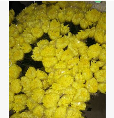 昆明鮮花批發 清明節鮮花批發大白菊花，大花菊花，切花菊