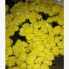 昆明鮮花批發 清明節鮮花批發大白菊花，大花菊花，切花菊