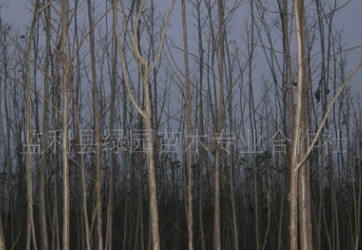 大量植物苗木批發(fā)綠化工程，優(yōu)質速生楊—3公分中潛系列