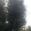 基地供應喬木類//三角楓20--50公分 工程綠化苗木 各種規格齊全