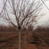 我基地供應(yīng)喬木類//五角楓 5--10公分 工程綠化苗木 各種規(guī)格齊全