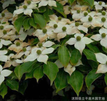 基地熱銷優(yōu)質四照花苗 四照花樹樹4--8公分 各種規(guī)格 量大從優(yōu)