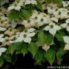 基地?zé)徜N優(yōu)質(zhì)四照花苗 四照花樹樹4--8公分 各種規(guī)格 量大從優(yōu)