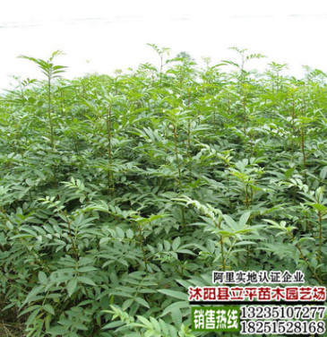 基地出售黃欒樹8-12公分欒樹各種規(guī)格、樹形優(yōu)美價格低、歡迎訂購