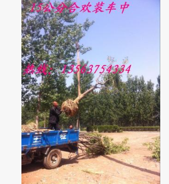 綠化工程苗木基地大量現(xiàn)貨 優(yōu)質(zhì)合歡樹 紫葉合歡小苗