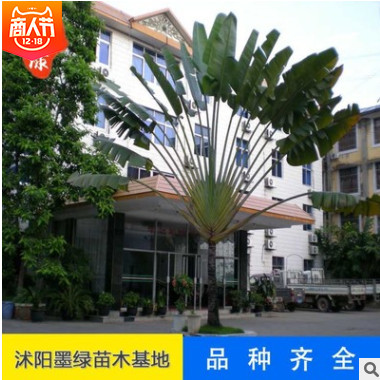 【芭蕉】供應芭蕉 廠家常年供應 優(yōu)質(zhì)芭蕉樹 多品種芭蕉 批發(fā)直銷