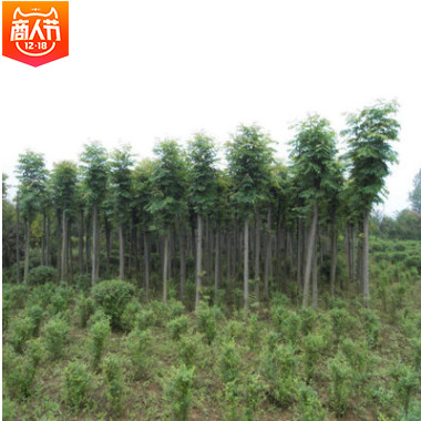【欒樹】基地供應欒樹 耐旱易成活欒樹 工程綠化苗木 規(guī)格齊全