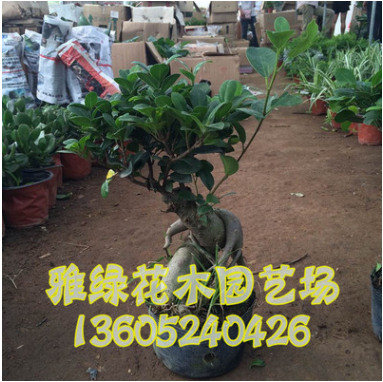 室內(nèi)桌面綠植直銷凈化空氣迷你植物盆栽榕樹