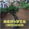 室內桌面綠植直銷凈化空氣迷你植物盆栽榕樹