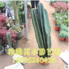 仙人柱盆栽批發 規格多 易成活 辦公室綠植盆栽銷售