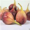 無花果樹苗價(jià)格 優(yōu)質(zhì)高產(chǎn)布萊瑞克無花果樹苗多少錢一棵