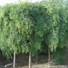 基地大量直銷優(yōu)質垂槐樹苗 綠化工程用苗 龍瓜槐小苗 規(guī)格齊全