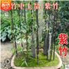 竹子苗庭院綠化隔離笆四季長青早園竹紫竹苗金鑲玉羅漢竹室內(nèi)盆栽