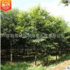 紅櫸樹苗批發(fā) 工程綠化苗木 凈化空氣 量大價(jià)格優(yōu)惠 庭蔭櫸樹苗