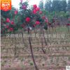 庭院園林觀賞月季花 樹狀月季 高桿月季單桿月季 當(dāng)年開花易成活