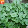 馬蹄金草種子 觀葉型 草本植物 馬蹄金草坪種子 量大優(yōu)惠