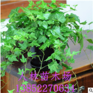 批發(fā)綠植盆栽植物常青藤 金邊 常春藤 家庭 辦公室桌面擺放