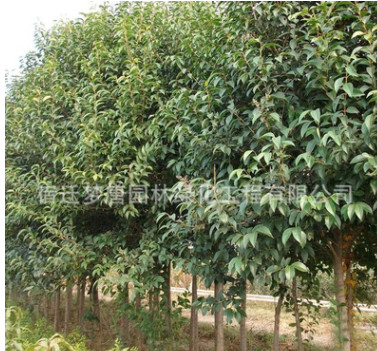供應(yīng)各種工程苗 大葉女貞高桿苗批發(fā) 綠化樹木 規(guī)格齊全