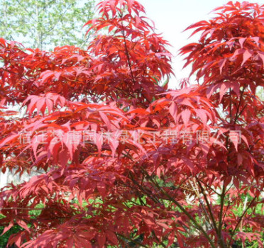 批發(fā)美國(guó)紅楓樹苗 秋火焰紅楓苗中國(guó)紅楓 盆栽地栽綠化苗批發(fā)