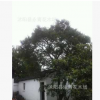 一棵35公分小葉黃楊樹江蘇貨冠有10米